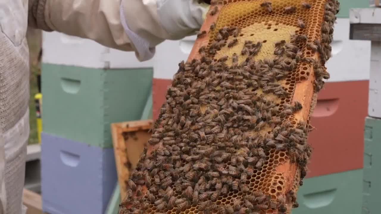 Why the honeybee population is declining, and what you can do to help