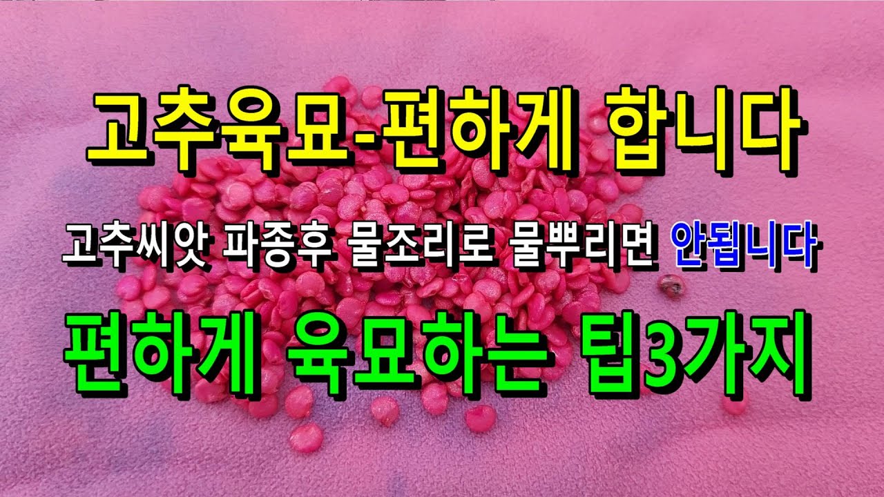 고추육묘 어렵지 않아요 쉽게 육묘하는 방법, 고추씨앗파종후 물뿌리지 마세요.