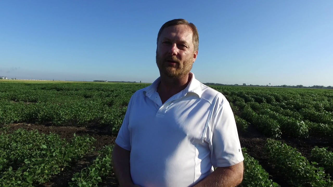 How does quality seed get distributed to farmers?