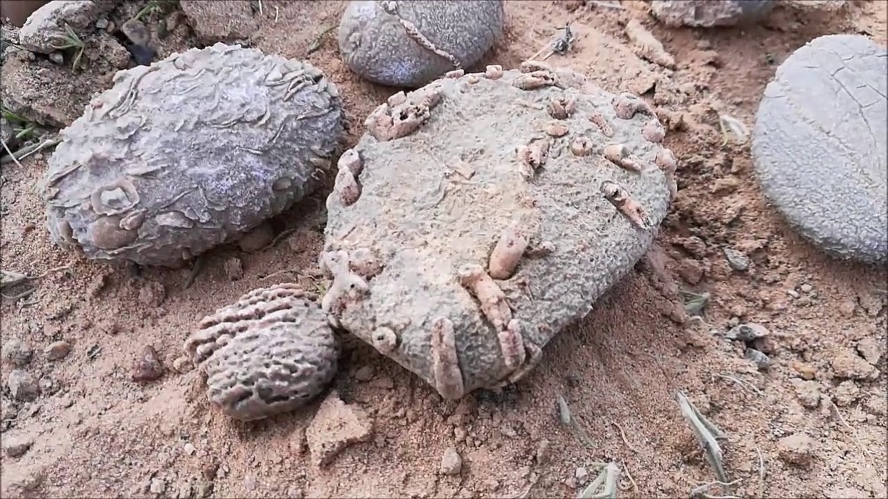 Fossil Corals- Arizona Desert- Broken Ox Creations
