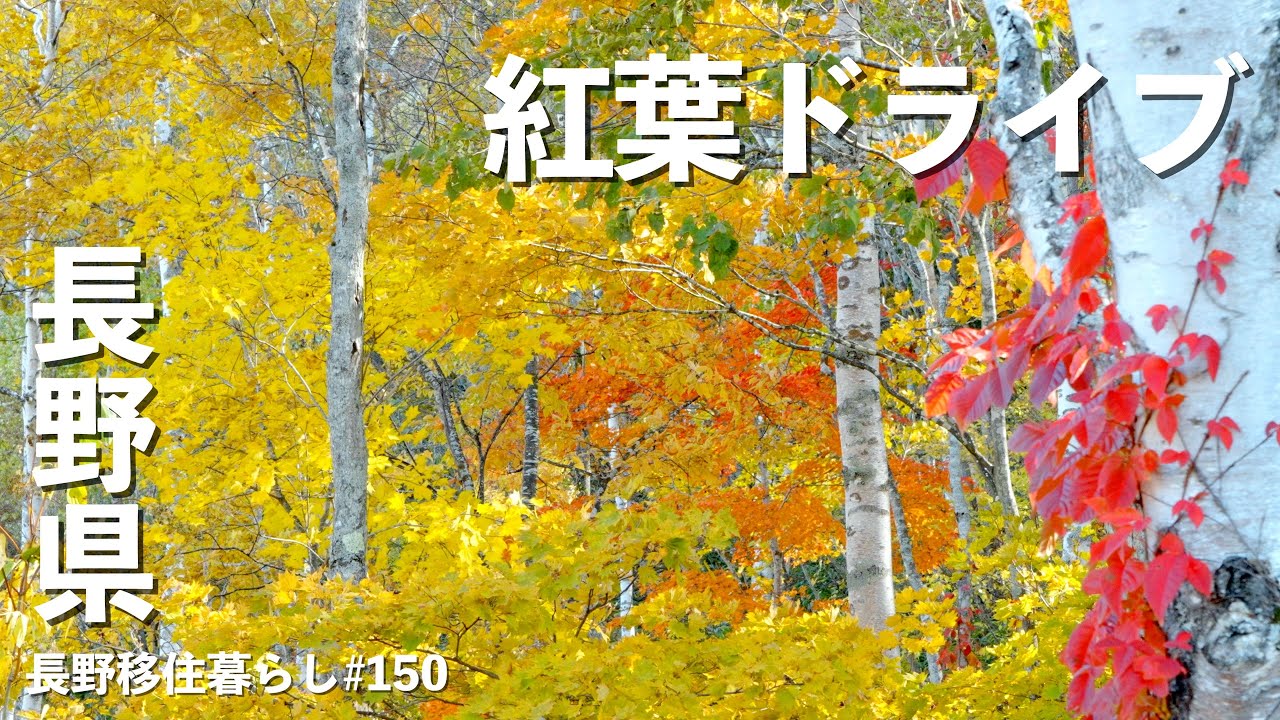 【長野移住】紅葉ドライブの先には日本一美味しいお米があった!!｜秋山郷｜南魚沼｜奥只見｜ドライブ｜田舎暮らし｜長野県｜4K