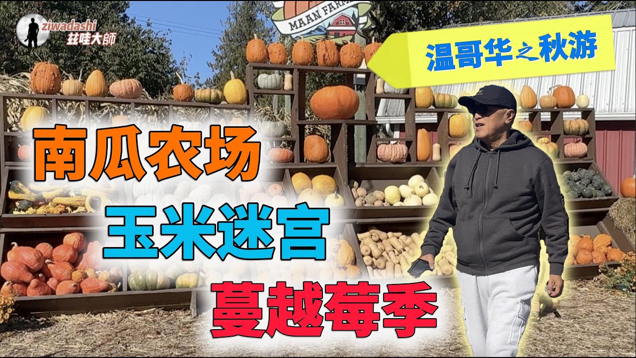 溫哥華秋遊 南瓜農場 玉米迷宮 蔓越莓收割美景【274】 Maan Farm, Corn Mazes, and Cranberry Harvest