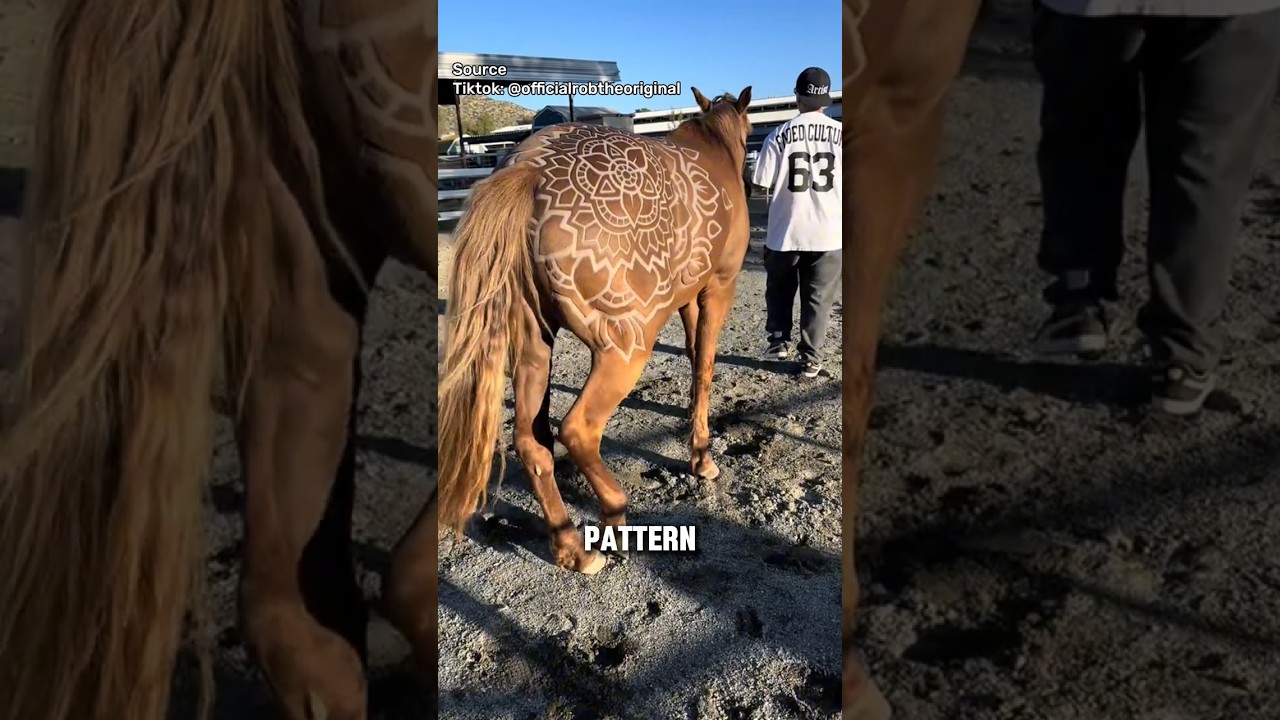 Why Does a Horse's Coat Need to be Clipped?