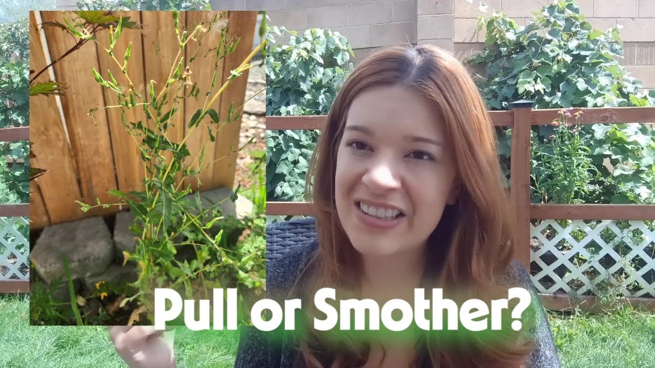 Noxious and Nuisance Weeds - Ep. 2 Native Plants Series