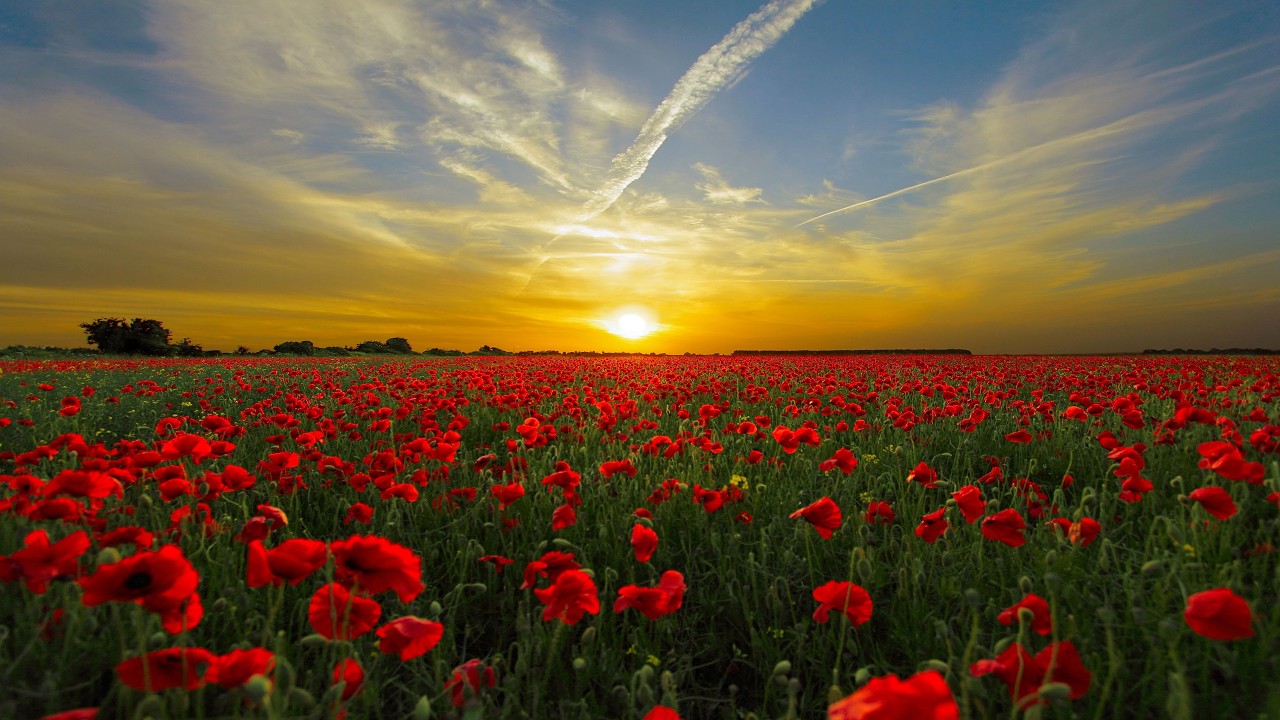 Relaxing Flower Ambience 🌸 Calm Your Mind, Stress Relief, Sleep