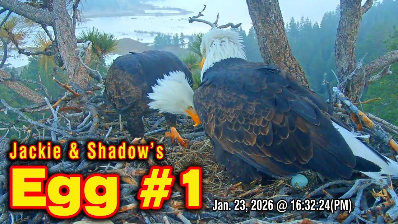 Jackie & Shadow's EGG #1 Laid Today | Jan. 23, 2026 