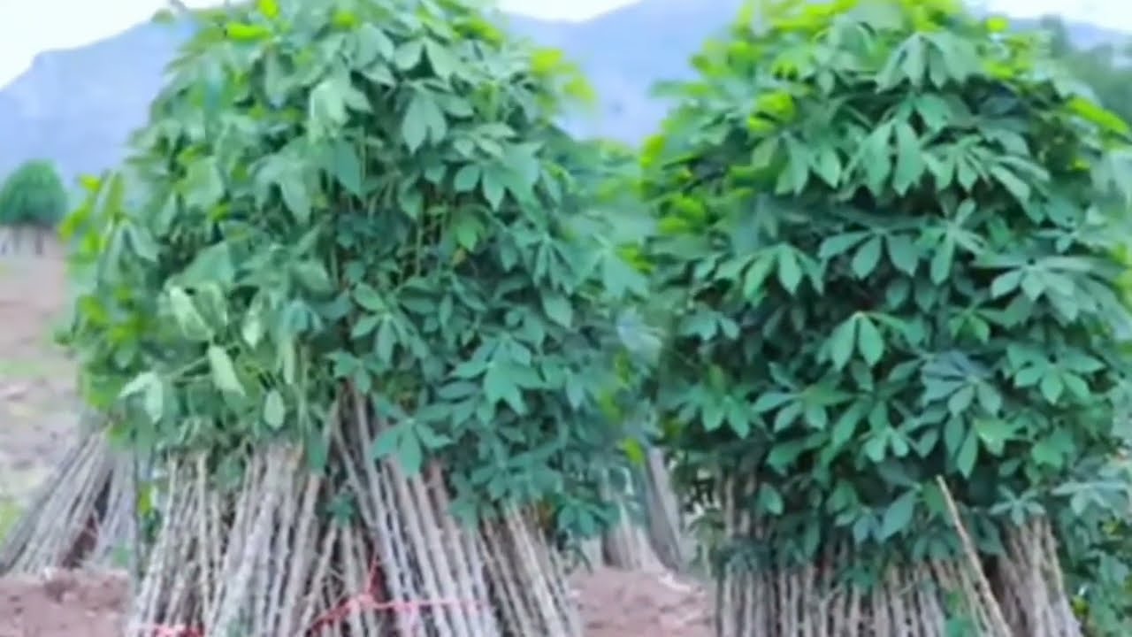 5 Ways farmers now transform their CASSAVA before selling