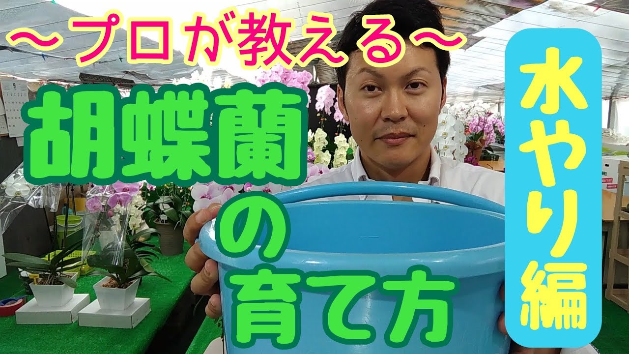 〇〇を使うと簡単に！ご自宅、オフィスでできる胡蝶蘭の水やり方法。胡蝶蘭の育て方【管理方法】の「水やり編」です。クマサキ洋ラン農園→http://www.rannohana.com/