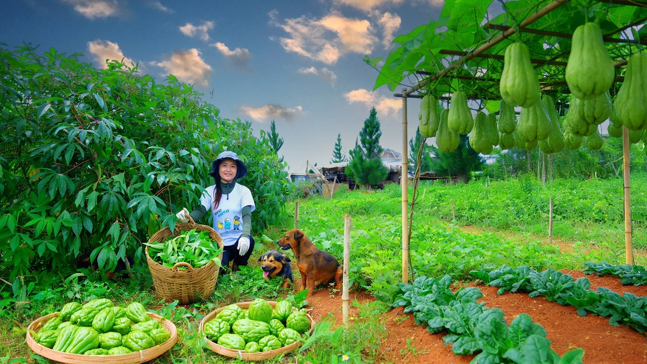 Harvest Cassava, Malabar Spinach, And Chayote To Sell At The Market And Cook – A Peaceful Life