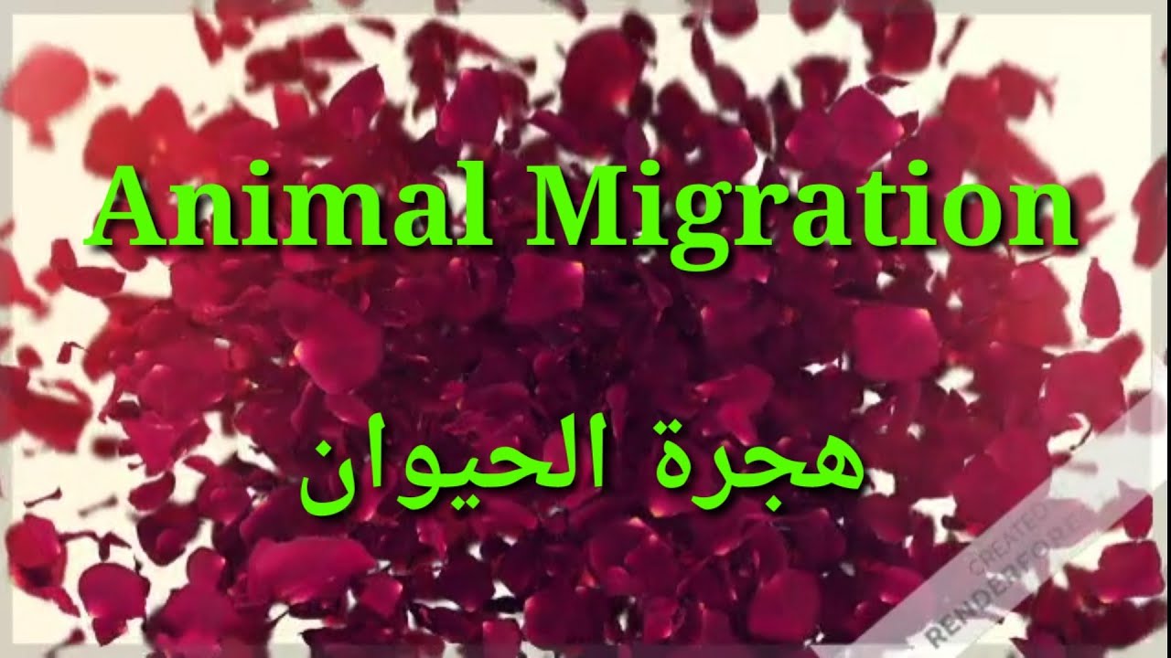 10. نص هجرة الحيوان