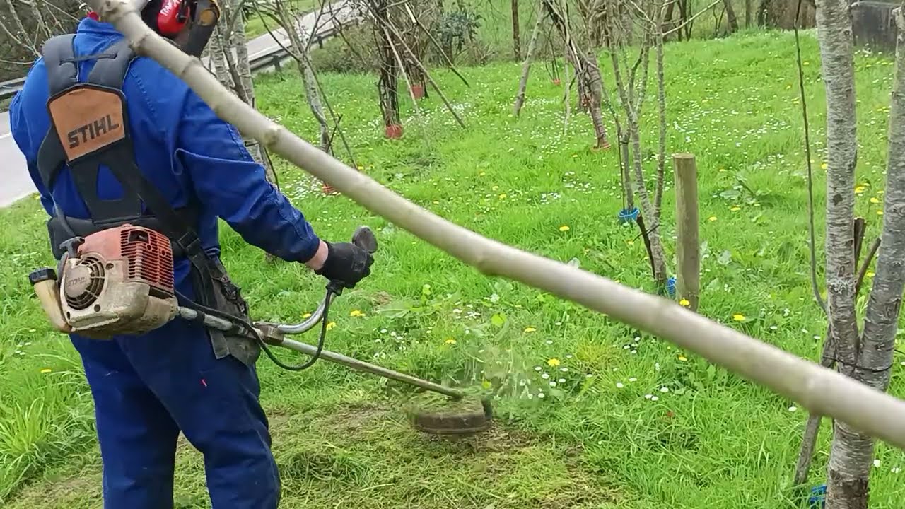 Mi Huerto en Liendo. Hoy desbroce del Huerto de Frutales.