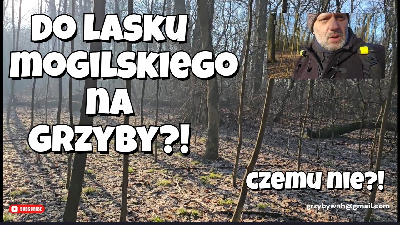 Nowohucki Lasek Mogilski pełen grzybów, co udało się znaleźć?