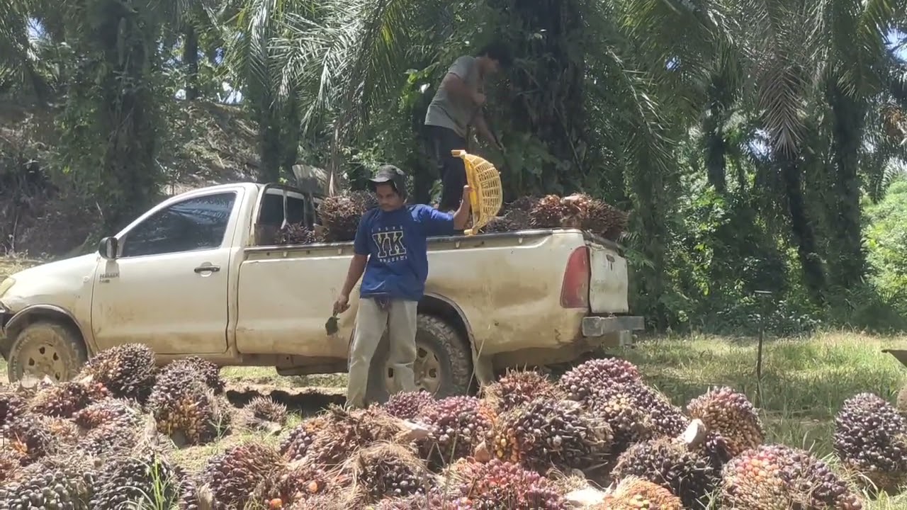 Ambil buah sawit..besama kawan2