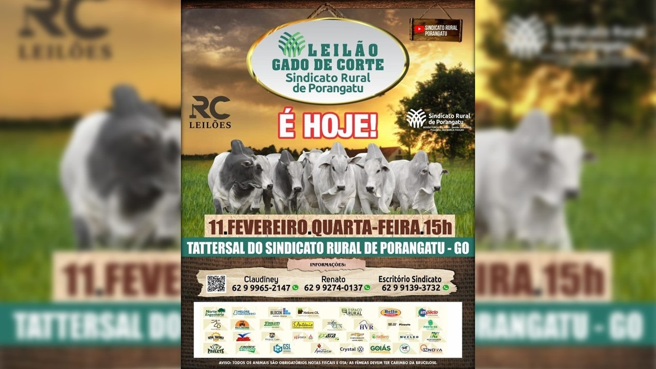 LEILÃO DE GADO DE CORTE - SINDICATO RURAL DE PORANGATU  - 11/02/2026
