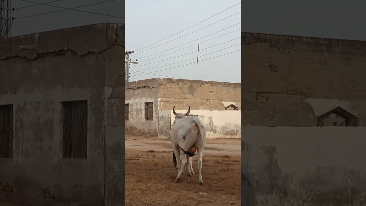 "Village Drama: Bull’s Unmissable Moment!"