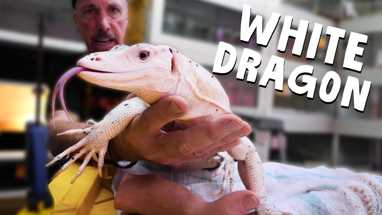 Rarest Lizards In World - All White Water Monitors (White Dragons)!