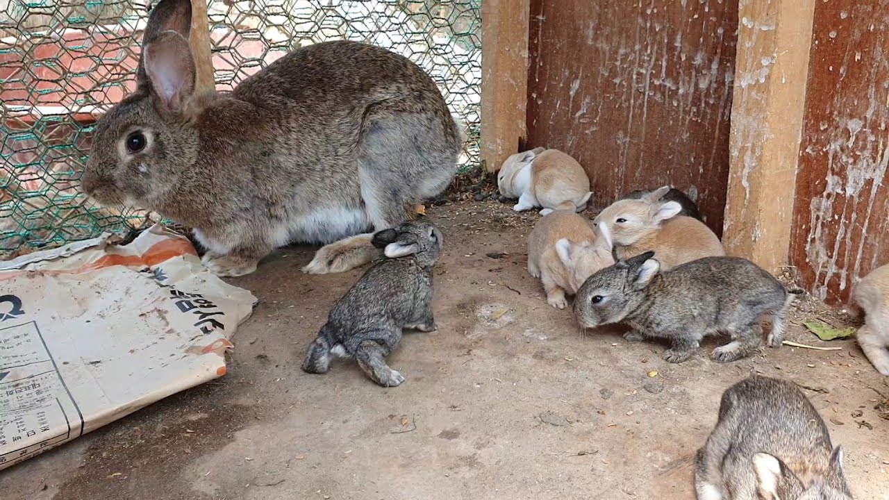 18일된 아기토끼(rabbit) 8마리. 엄마토끼가 젖을 안주려고 하네요(The mother rabbit is trying not to breast the baby rabbit.)