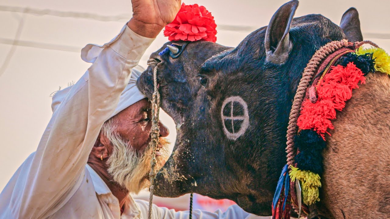 नेकीराम जी ने दिया अपना मुंह, ऊंट के मुंह में | New Rajasthani Song 2025 | Priyansu Sihag #camellife