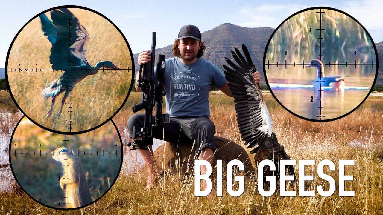 Hunting BIG Geese (and more) | Pigeon Paradise, Episode 8