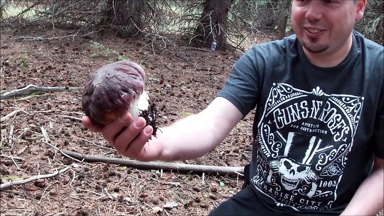Foraging Porcini Mushrooms in Colorado {Harvest- Clean- Cook}