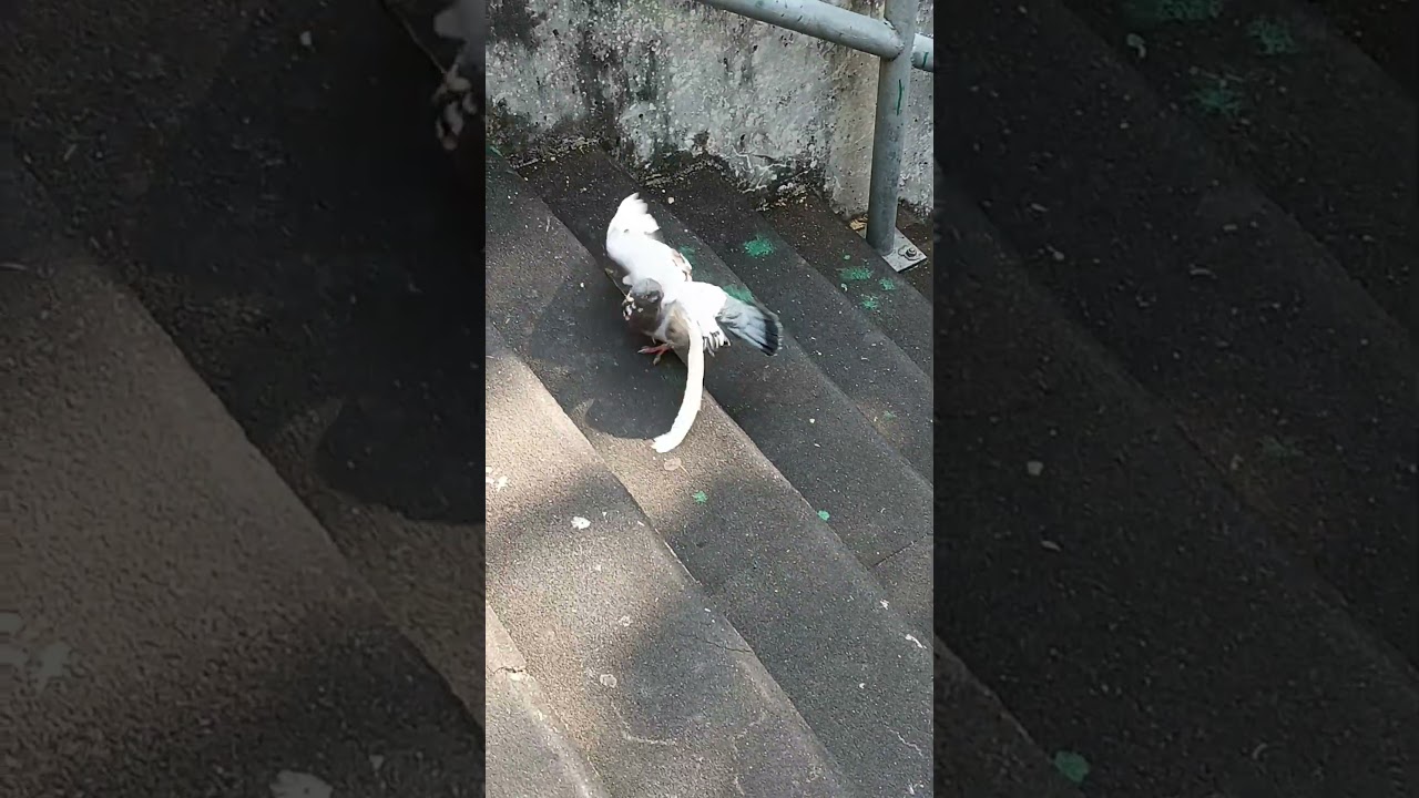 舞鴿 dancing pigeon