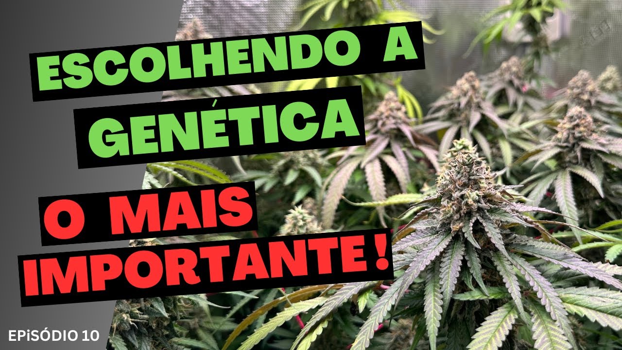 SELE&Ccedil;&Atilde;O GEN&Eacute;TICA - Plantando maconha