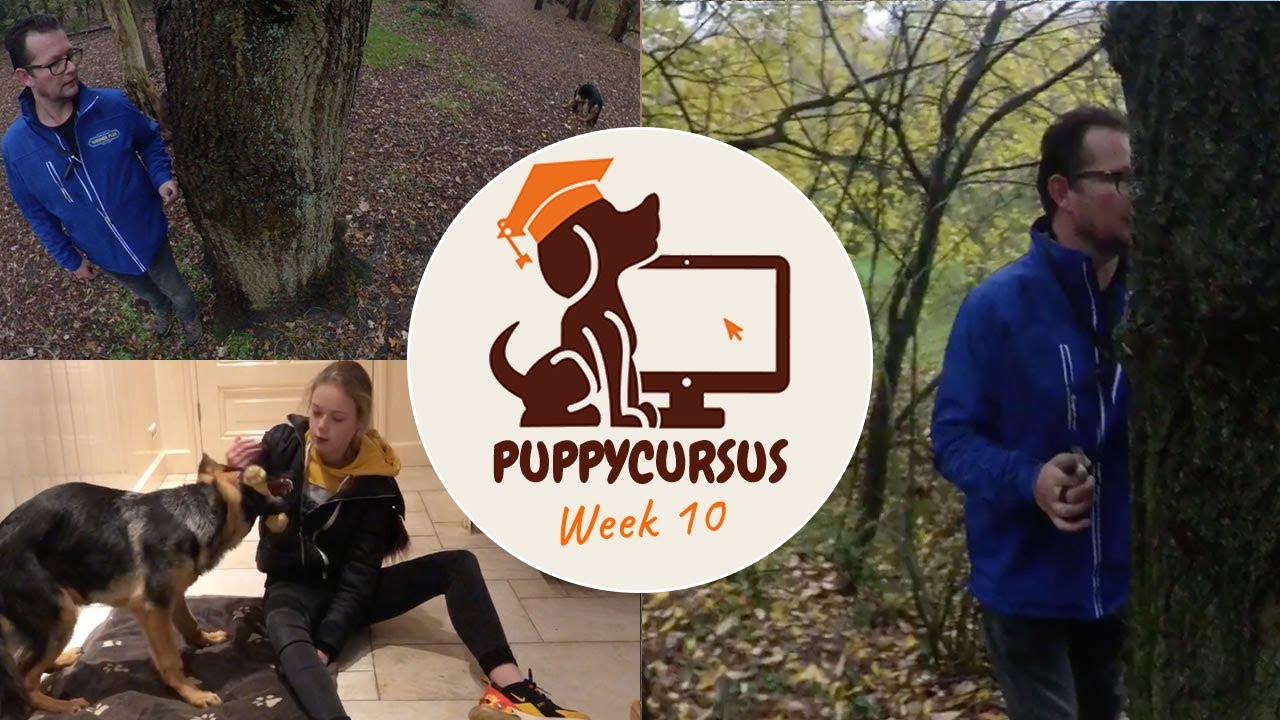 Online puppycursus week 10 - Verstoppertje spelen;-)