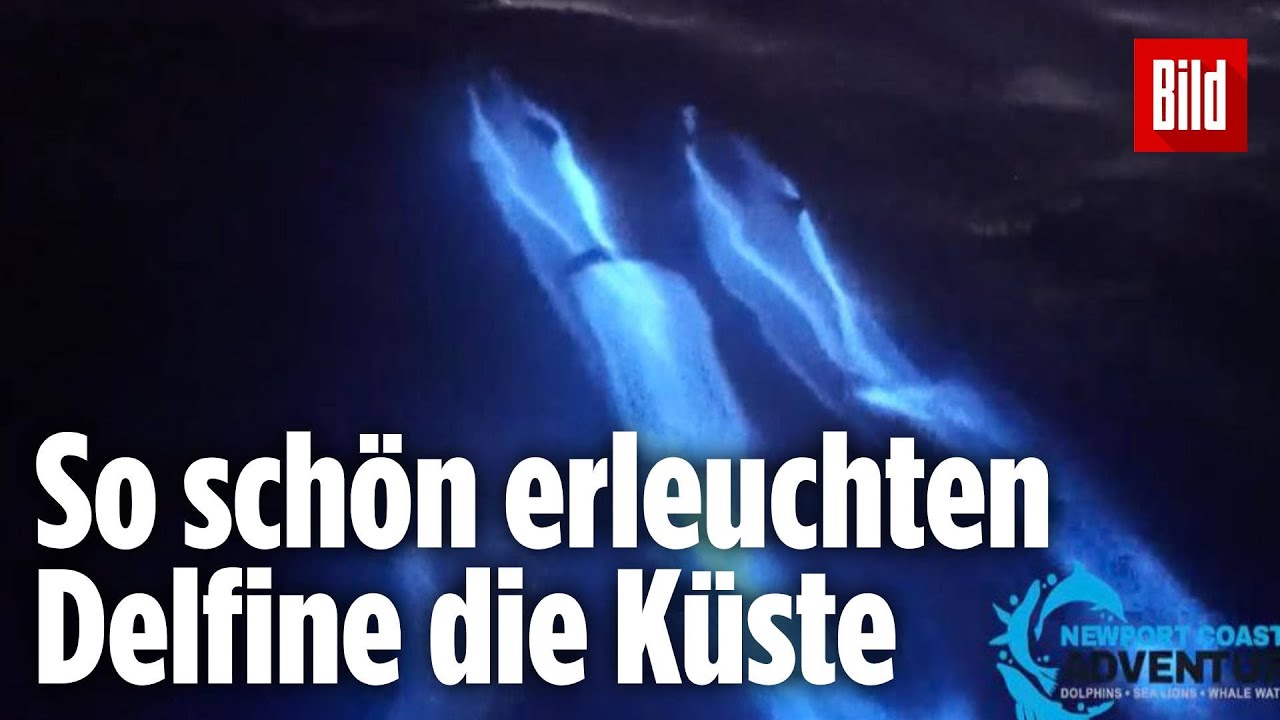 Das sch&ouml;nste &bdquo;Knicklicht&ldquo; der Welt dank Biolumineszenz