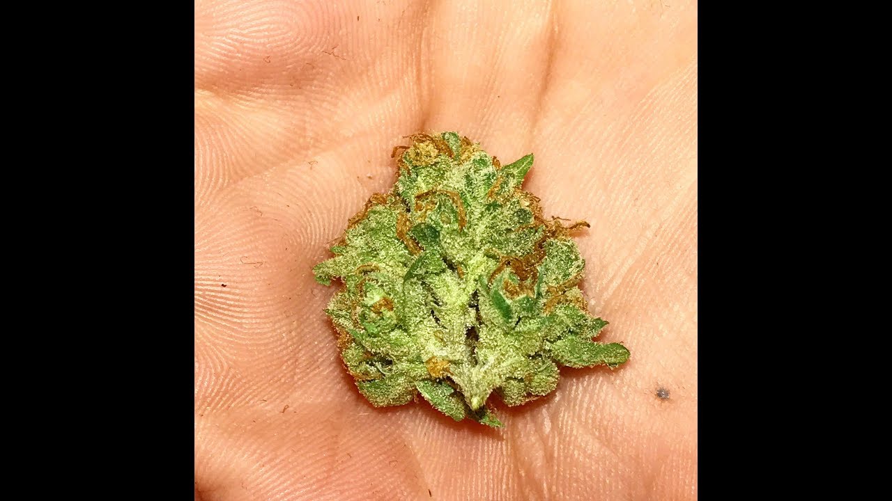 (Flower) 24k Gold-Strain Review