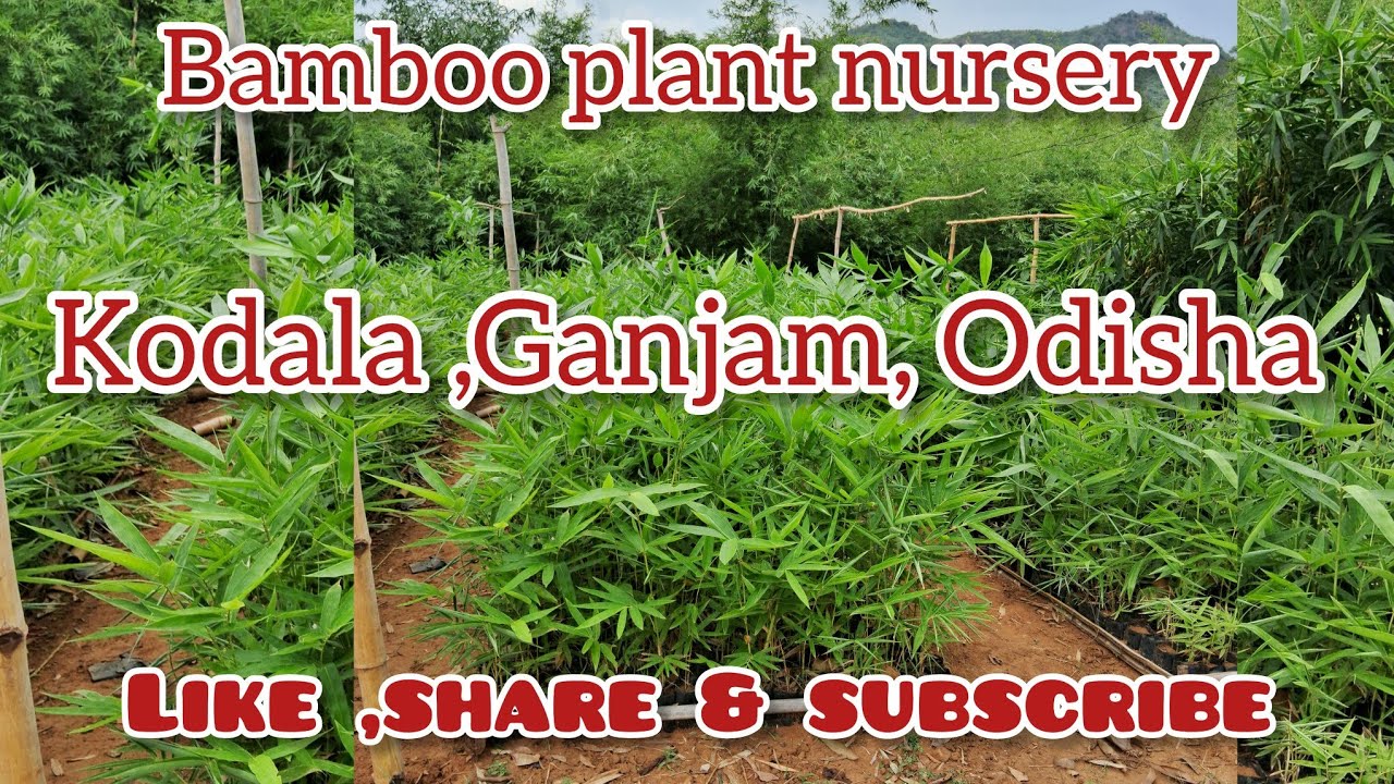 Tulda bamboo plant loading for local area(owner-Sri Kedar krushna Panda,Contact-91 84130 75339).