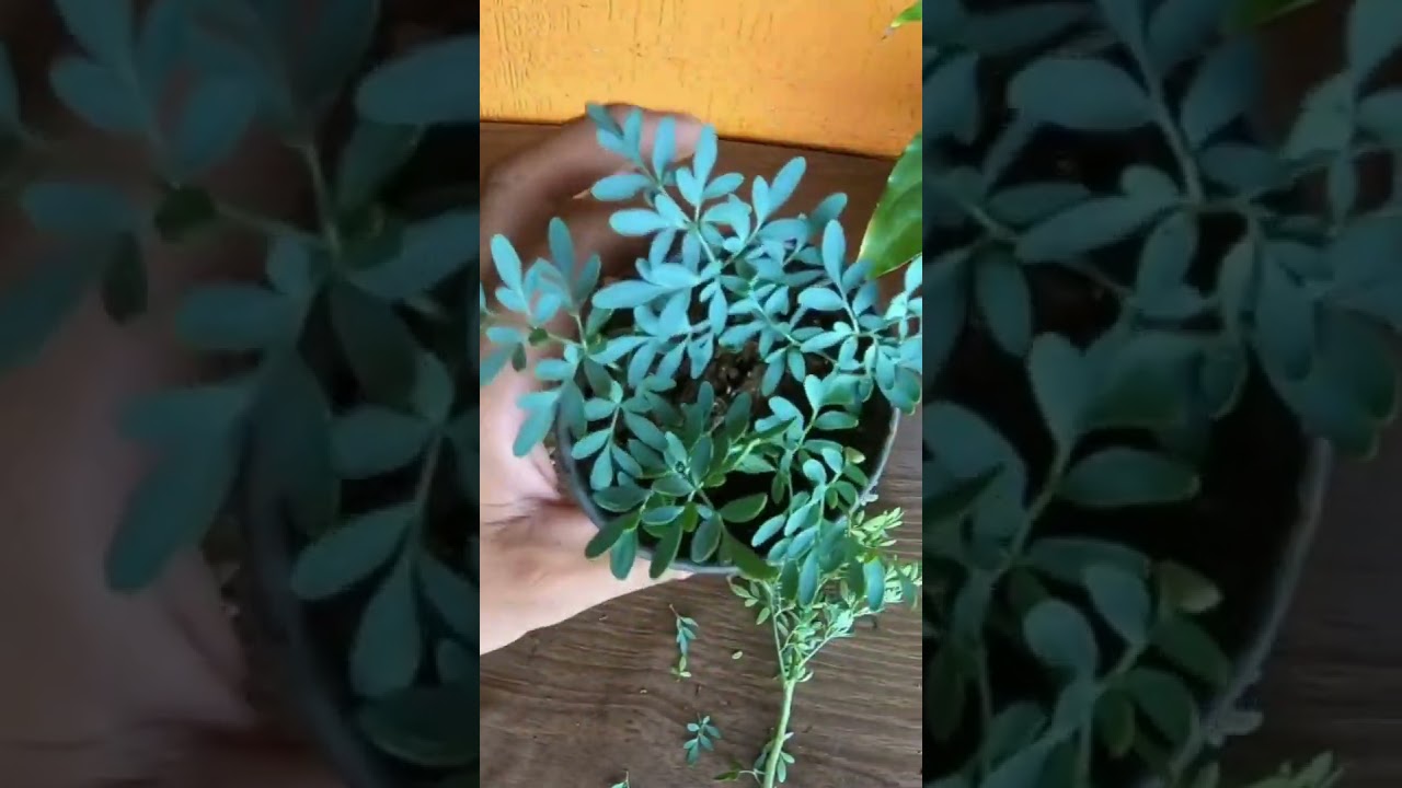 Reproduce tu RUDA