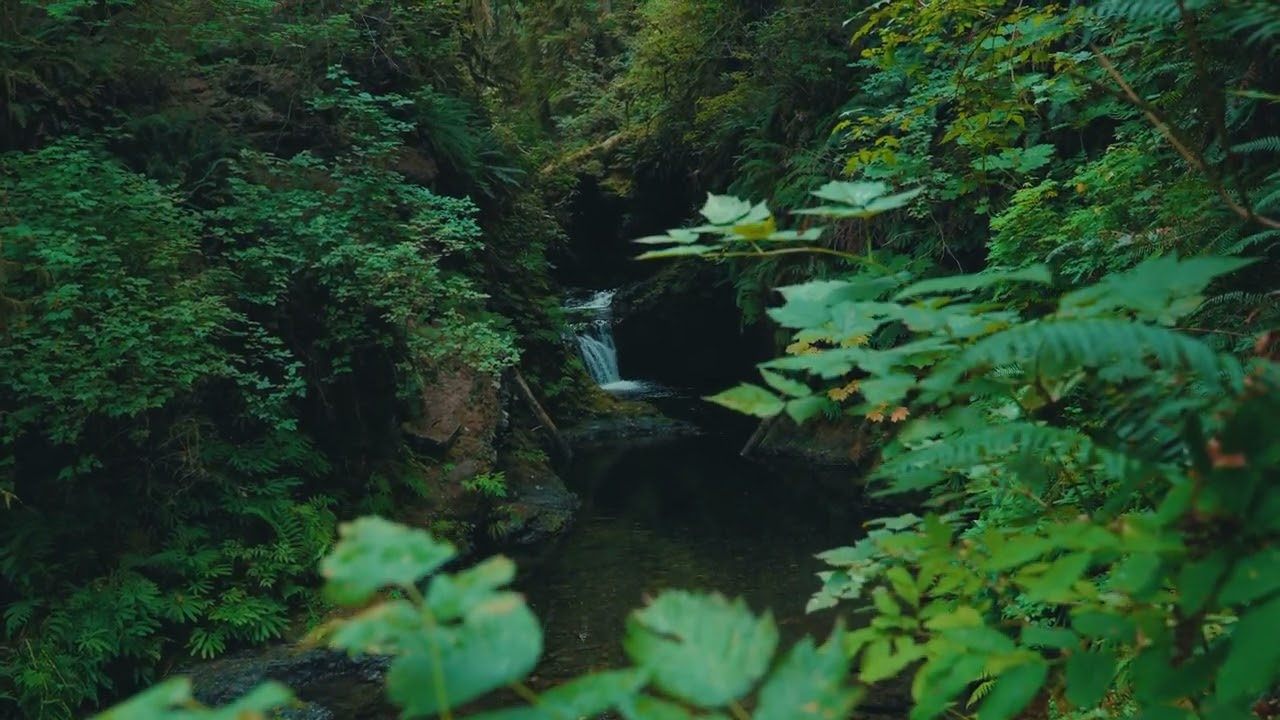 Secrets of the Underbrush
