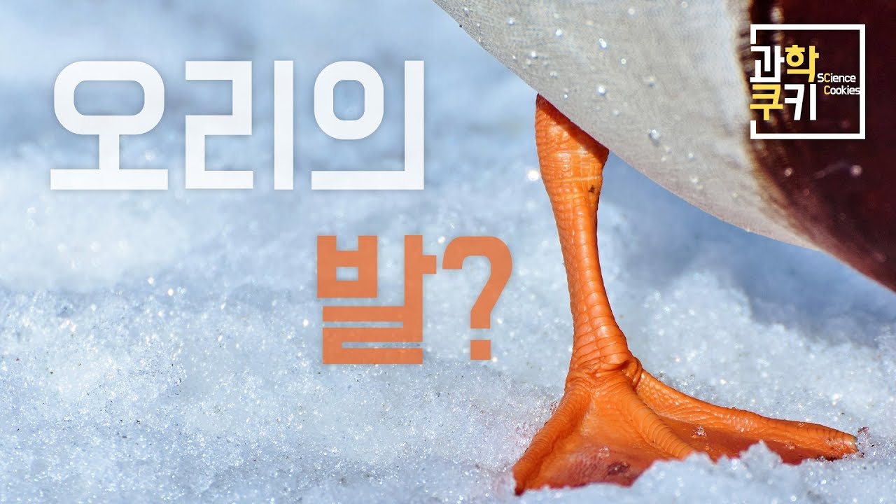 오리가 얼음물 위에 오래 있을 수 있는 이유는? - '찻잔 속 물리학'