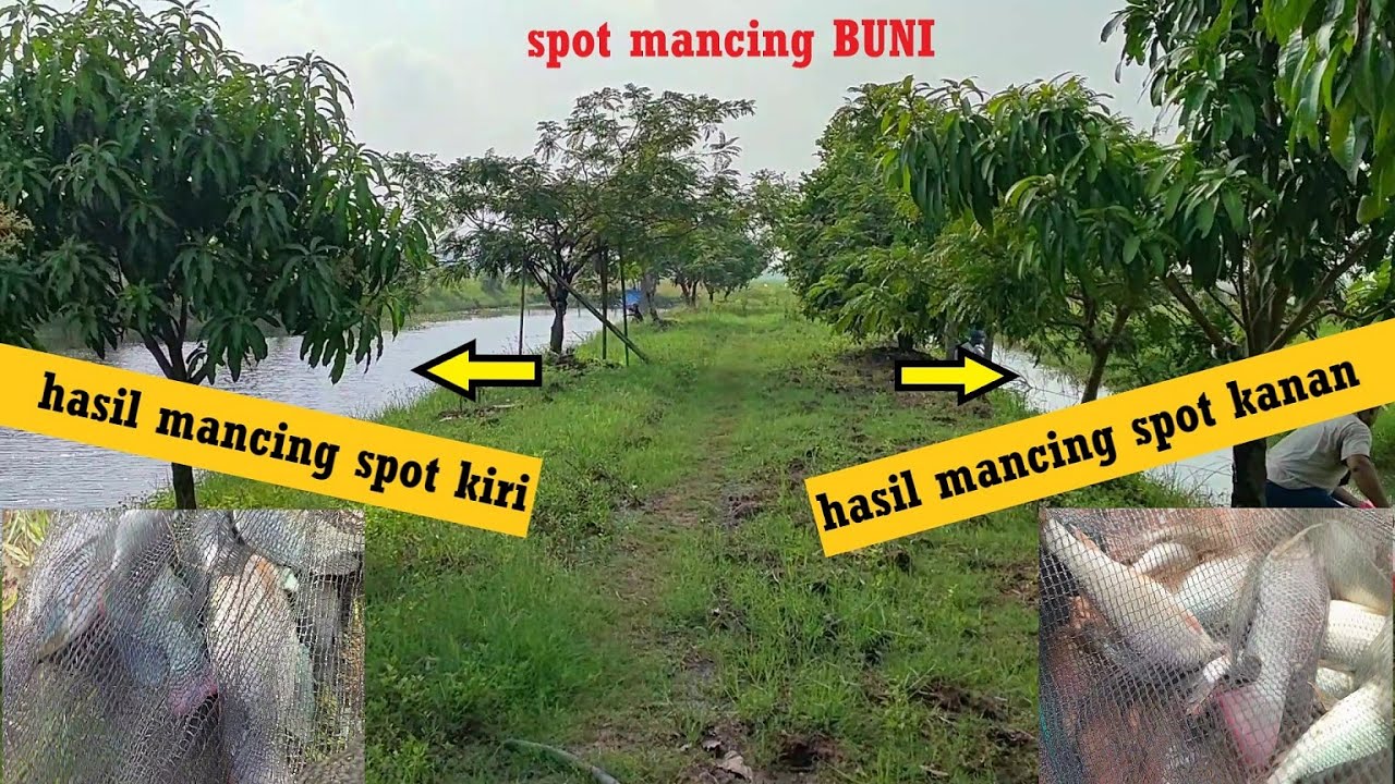MANCING NILA//spot kecil tapi ikannya banyak.ada ikan unik