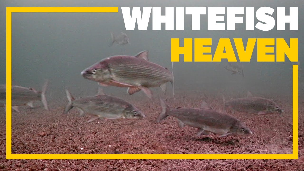 Ice Fishing for Lake Whitefish