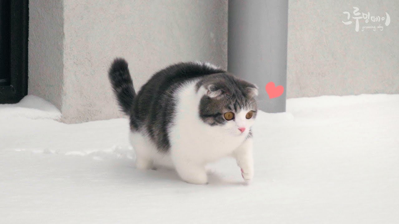 눈 위를 걷는 귀여운 고양이 (발자국도 귀엽!)