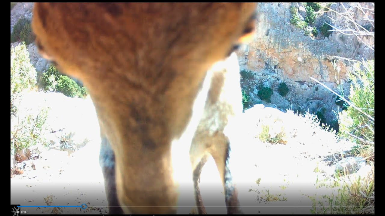 Topetazo de cabra montés a cámara (fototrampeo)