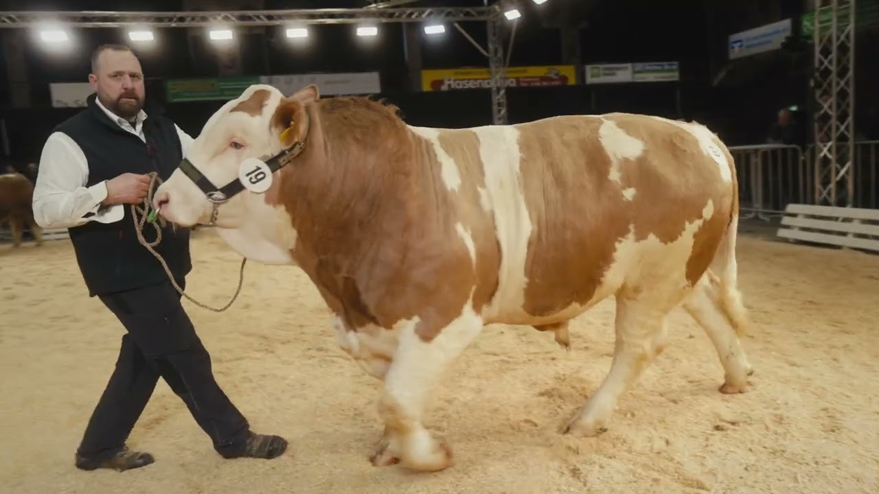 Fleckvieh Simmental - Klasse 4