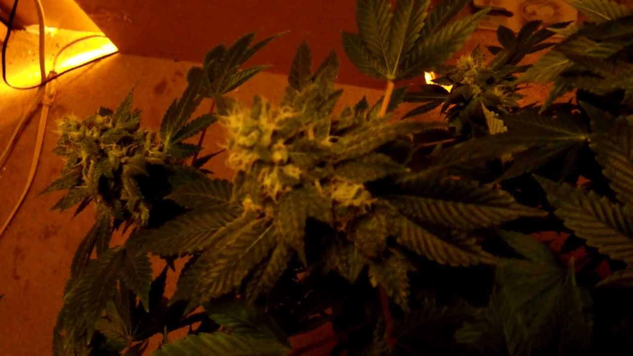 SFV OG x chem central valley OG, aka chem valley kush....