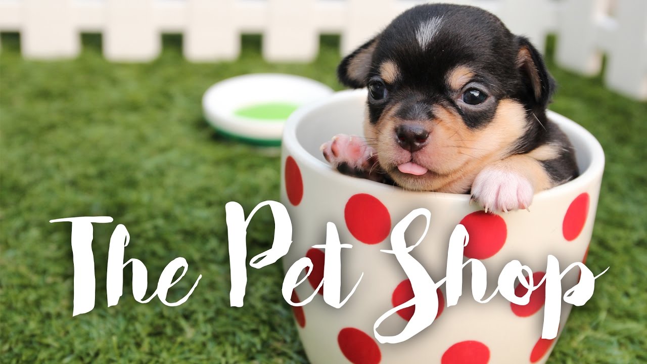 How to Run a Successful Pet Shop - Tips from a Small Business Owner