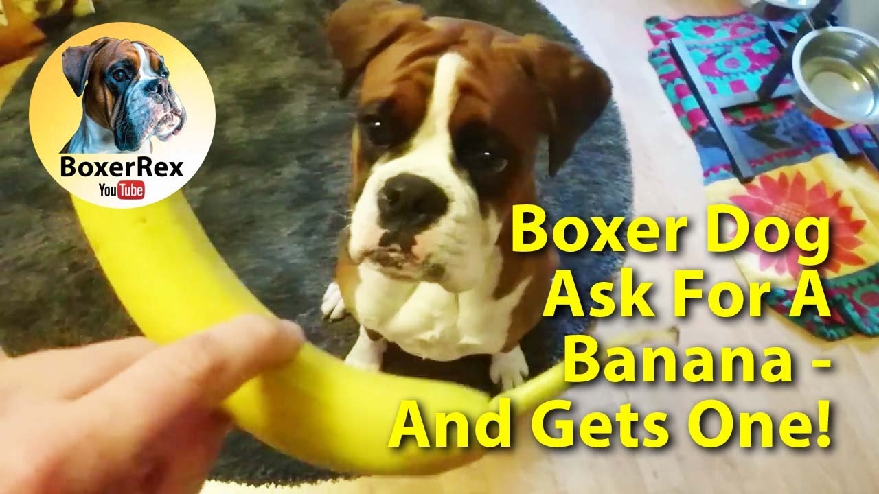 Dog Ask For A Banana - First Time Eating A Banana 🍌😁