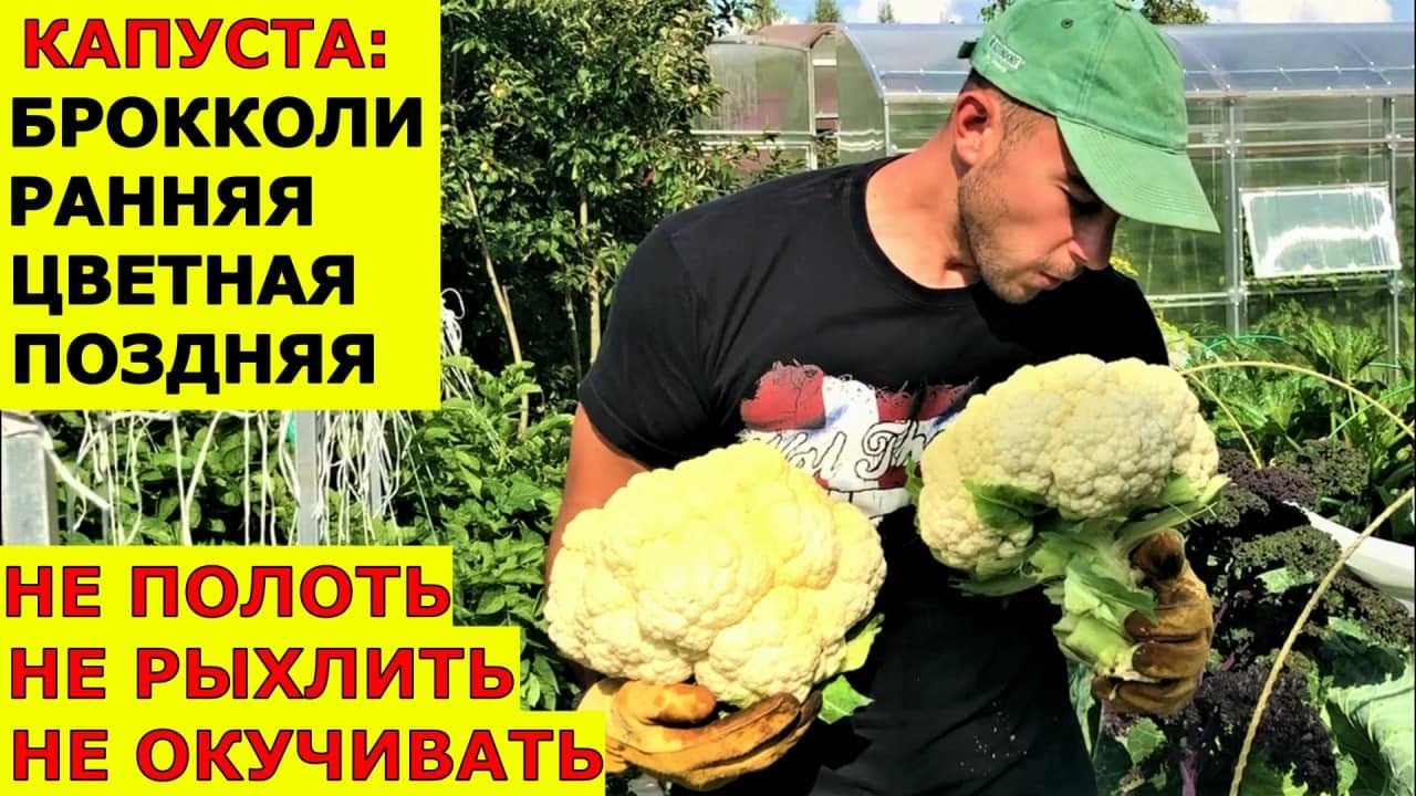 Вырастить капусту без проблем Брокколи цветная, ранняя, поздняя капуста