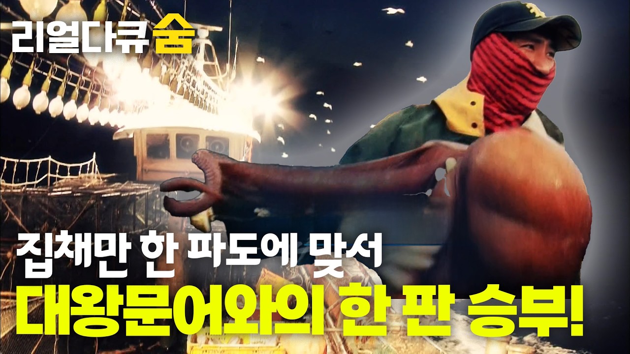 30kg 대왕문어와의 한 판 승부! 집채만 한 파도에 맞서 사투를 벌이는 사람들 이야기 | 리얼다큐숨