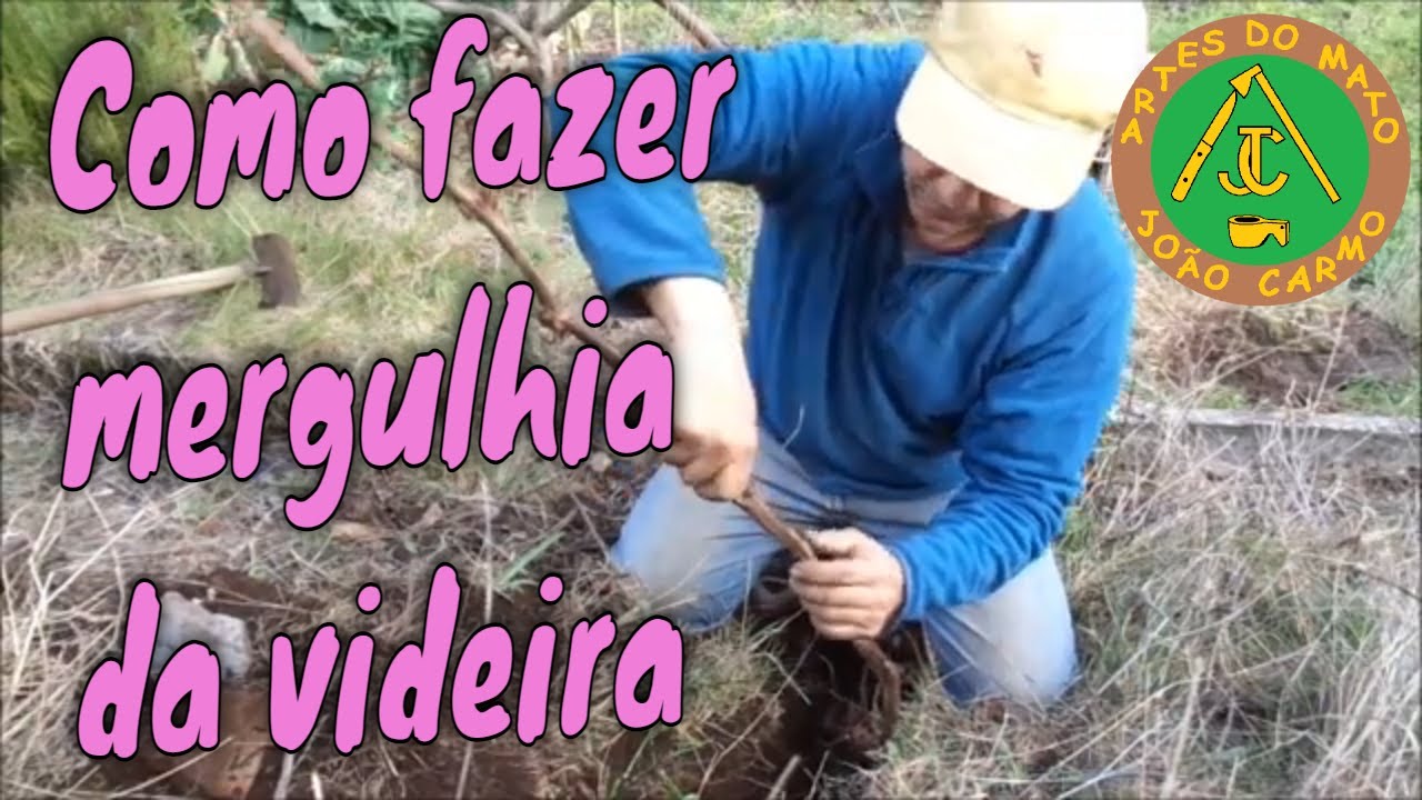 #como #fazer a mergulhia da #videira