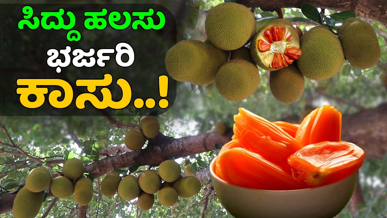 ಸಿದ್ದು ಹಲಸು ಕೃಷಿಯ a-z ಮಾಹಿತಿ | Siddu jackfruit cultivation a-z information #organicfarming