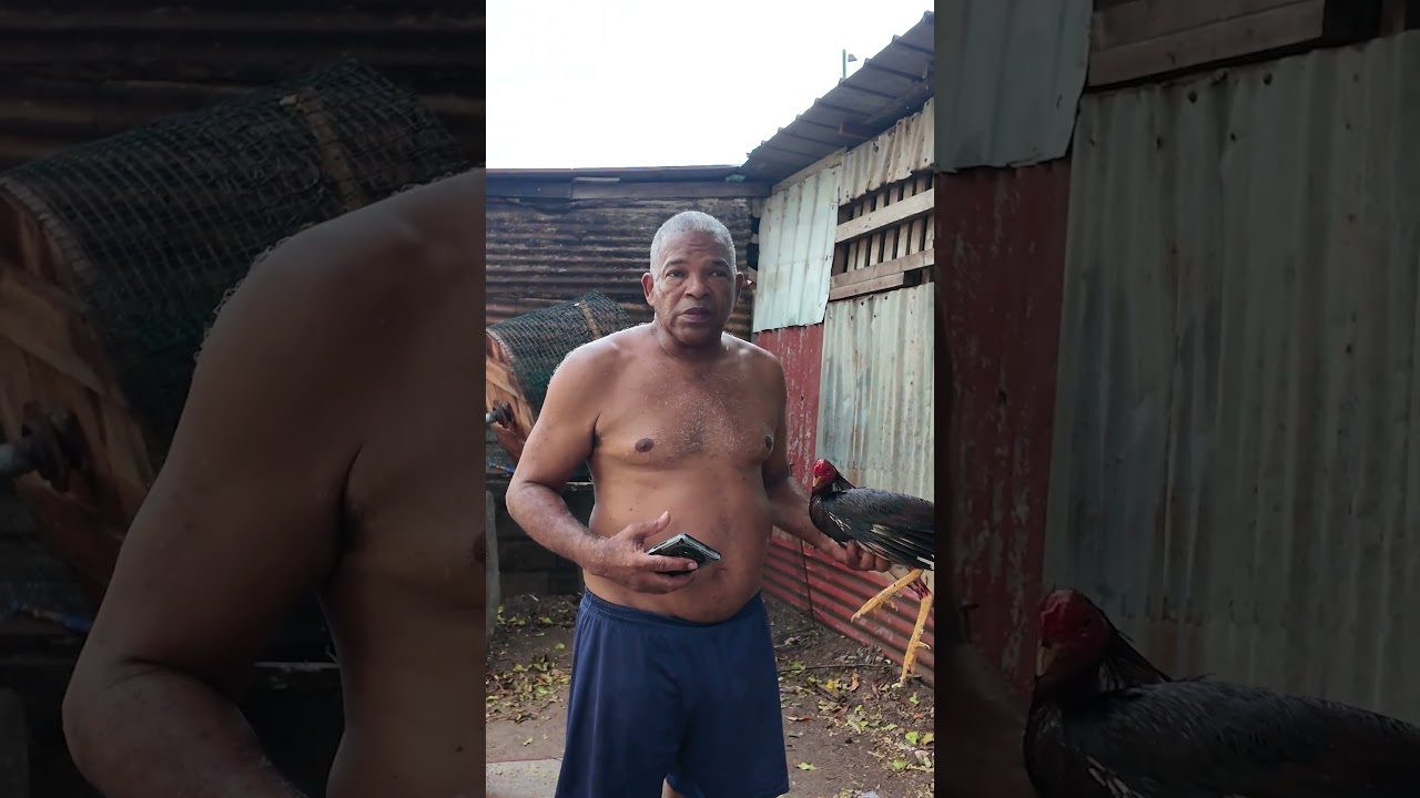 Nie uwierzysz, do czego używają tych kurczak&oacute;w w Panamie&hellip; 😳