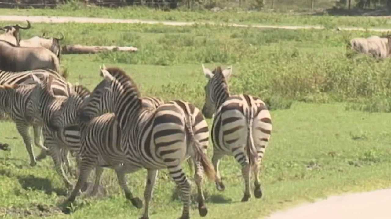 Zebras Stampede at Lion Country Safari