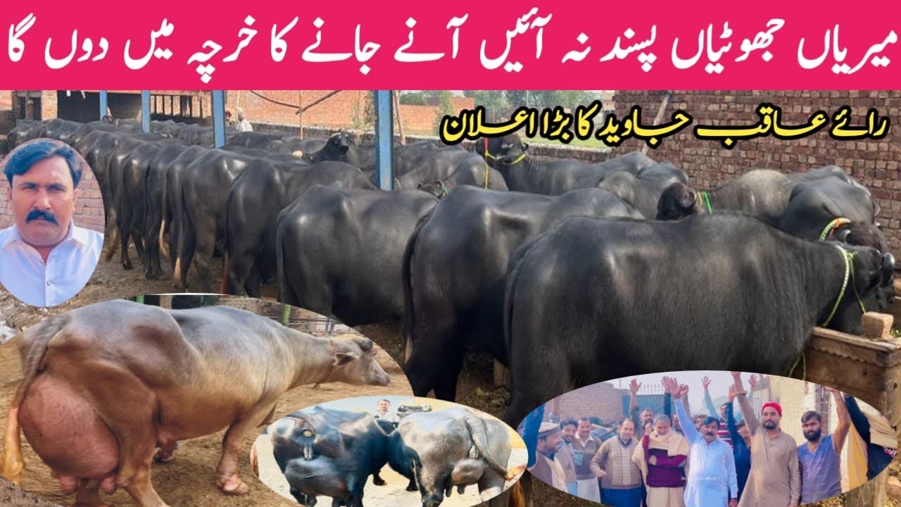 Most Beautiful World Record Buffaloes || 4 Months Pargnant Jhotian || Pure Nali Ravi Gabbon Jhotian