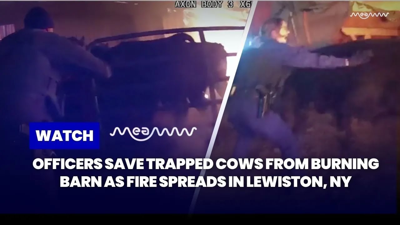 Officers Rescue Trapped Cows From Burning Barn as Fire Spreads in Lewiston, NY