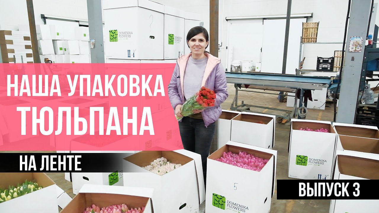 Наша УПАКОВКА ТЮЛЬПАНА.